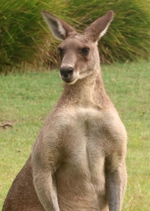 JAX-Kangaroo